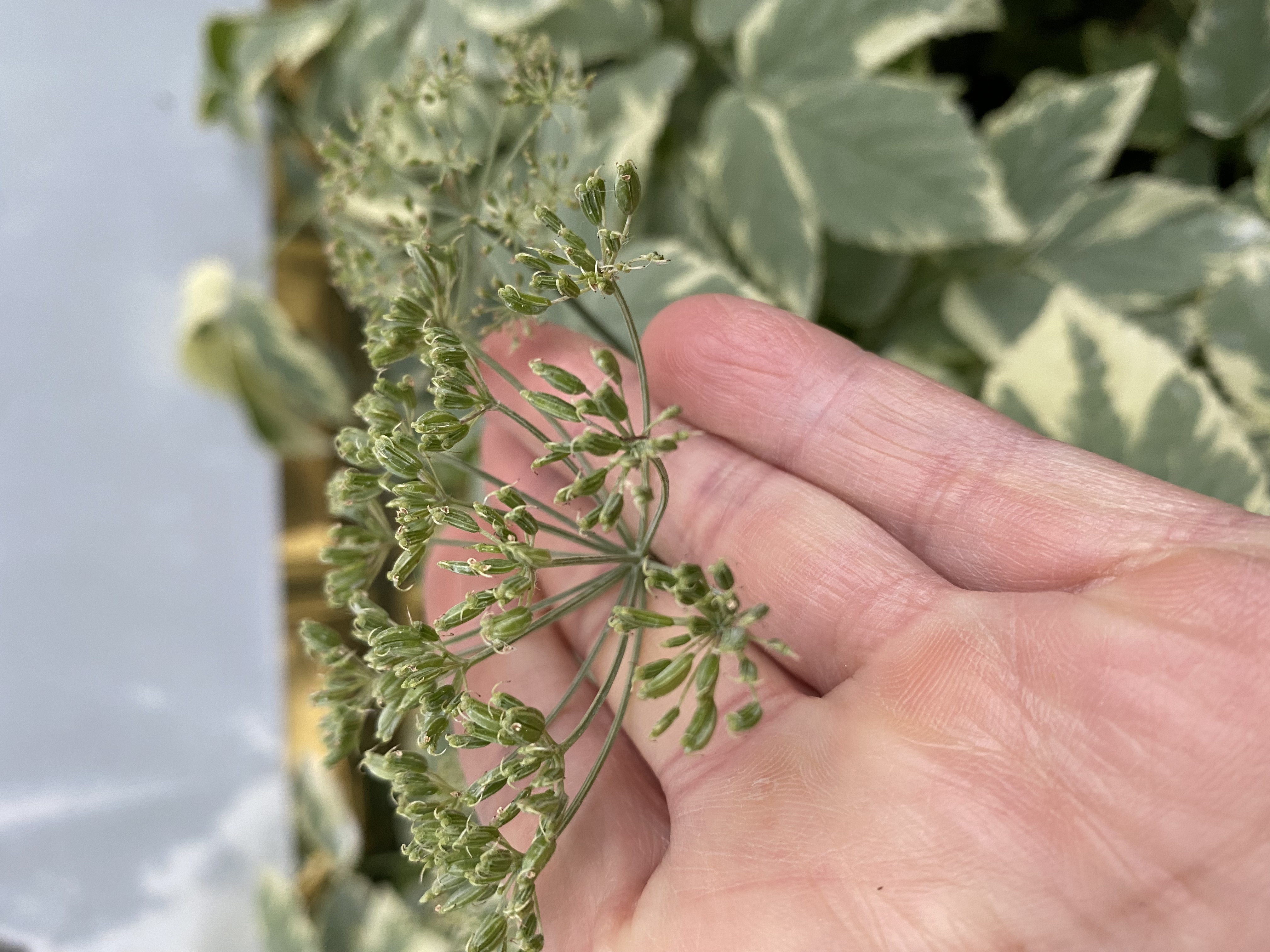 The photo is of goutweed fruit still on the plant.  The fruit is oval, ribbed, and 1/6 inches long.  